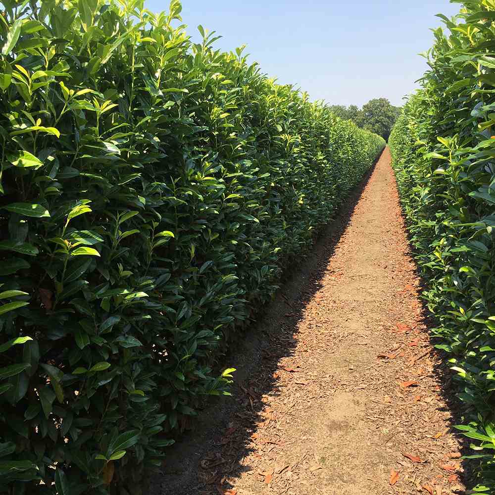 Laur englezesc (Prunus laurocerasus) Genolia