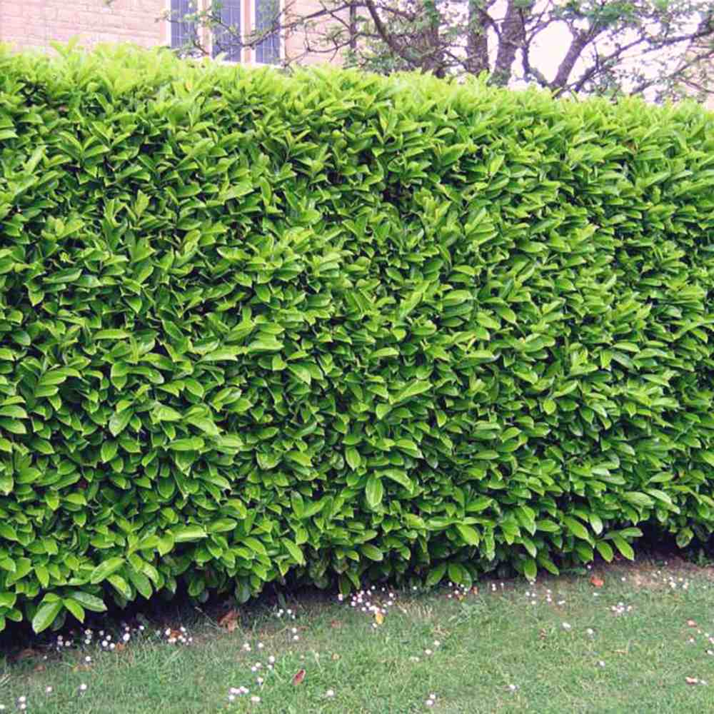 Laur englezesc (Prunus laurocerasus) Genolia