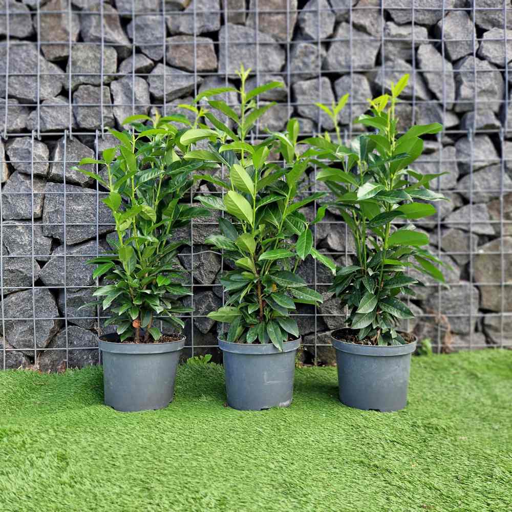 Laur englezesc (Prunus laurocerasus) Genolia