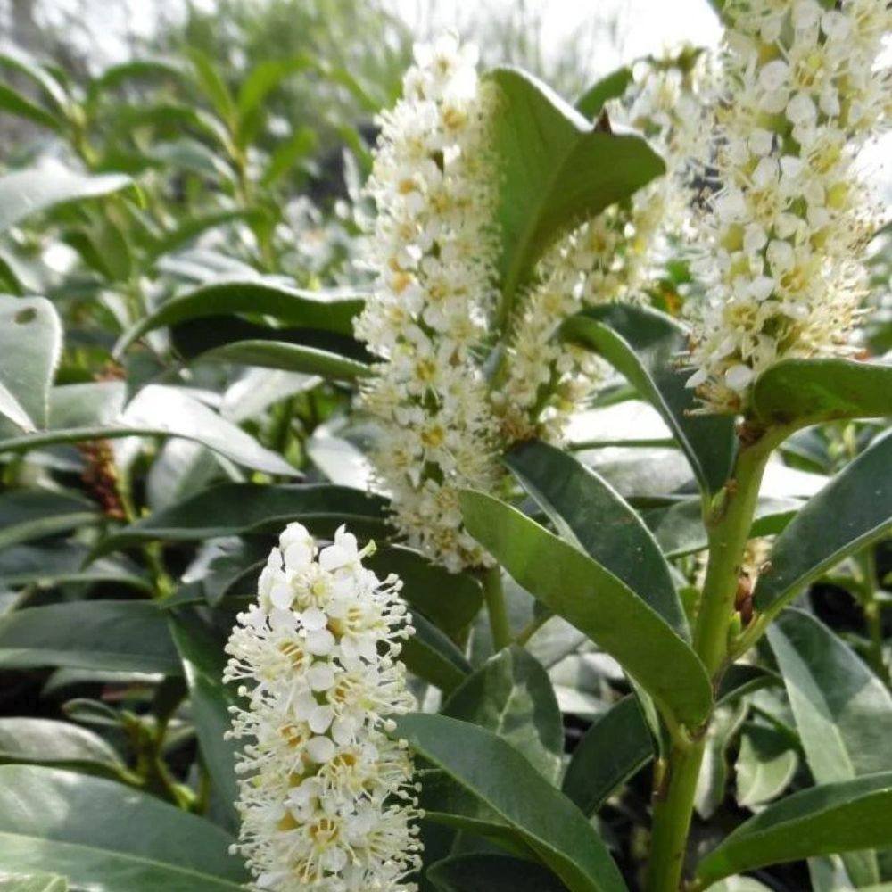 Laur englezesc (Prunus laurocerasus) Genolia