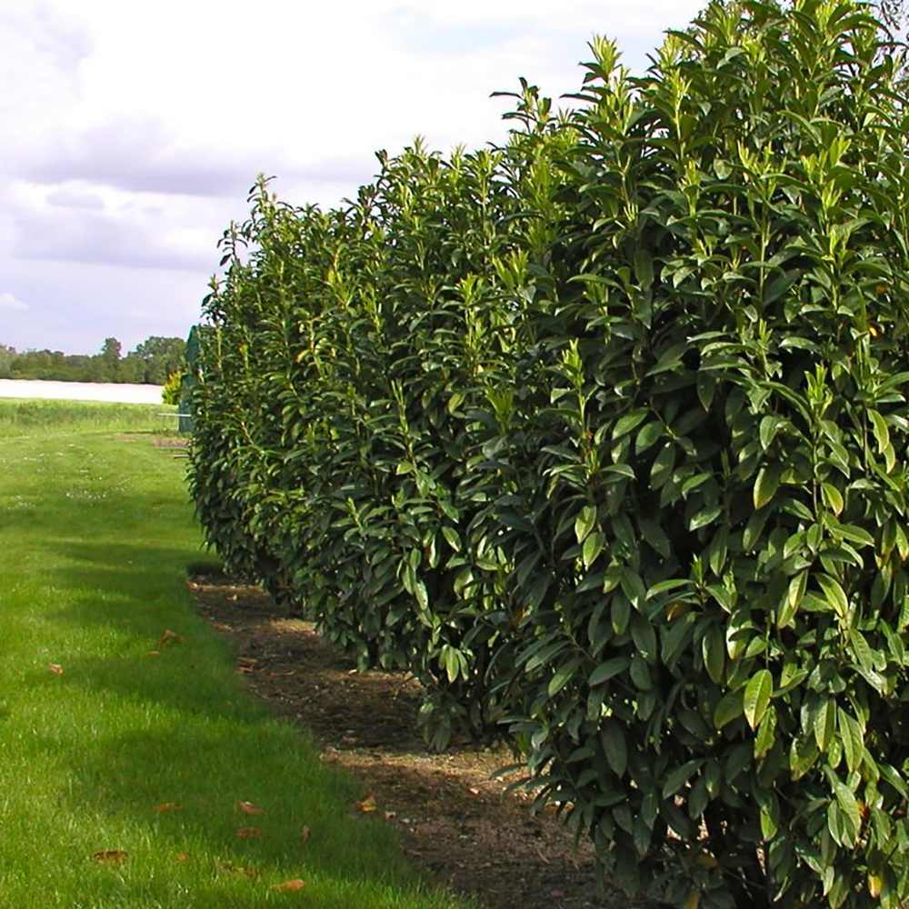 Laur englezesc (Prunus laurocerasus) Genolia