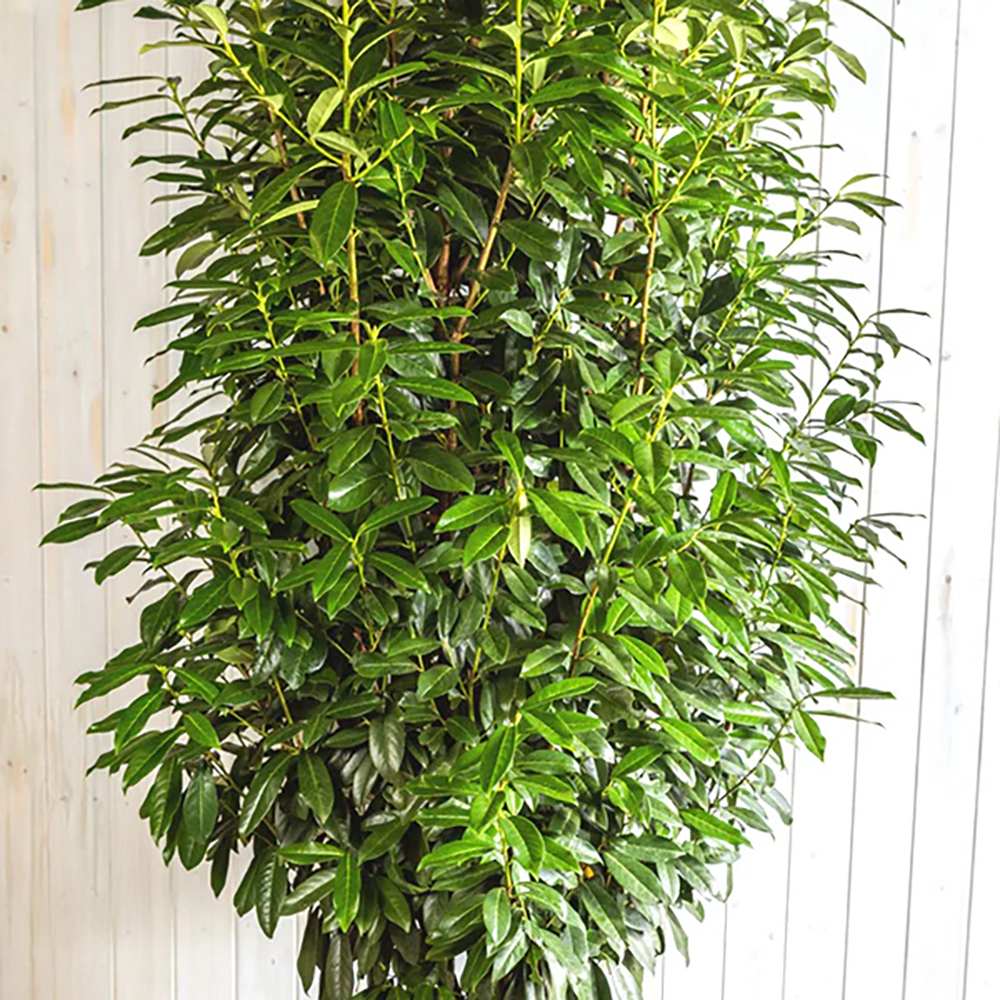 Laur englezesc (Prunus laurocerasus) Genolia