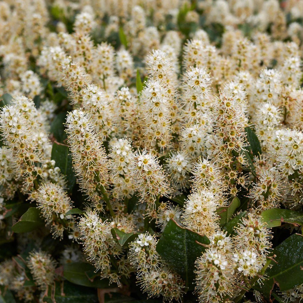 Laur Englezesc Vesnic Verde Caucasica (Laurocires), Gard Viu cu Flori parfumate