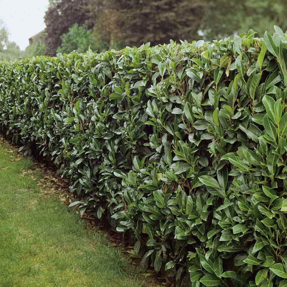 Laur Englezesc Vesnic Verde Caucasica (Laurocires), Gard Viu cu Flori parfumate