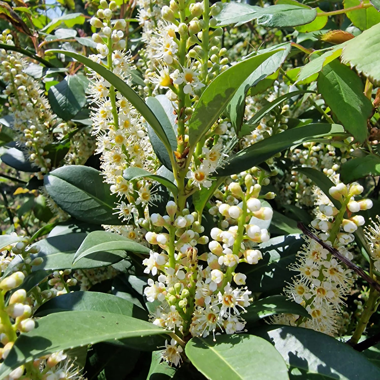 Laur Englezesc Vesnic Verde Caucasica (Laurocires), Gard Viu cu Flori parfumate