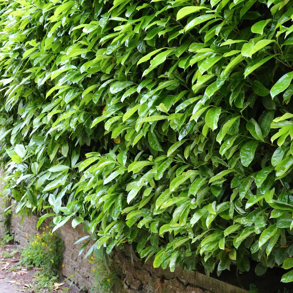 Laur Englezesc Vesnic Verde Novita (Laurocires), Gard Viu cu Flori