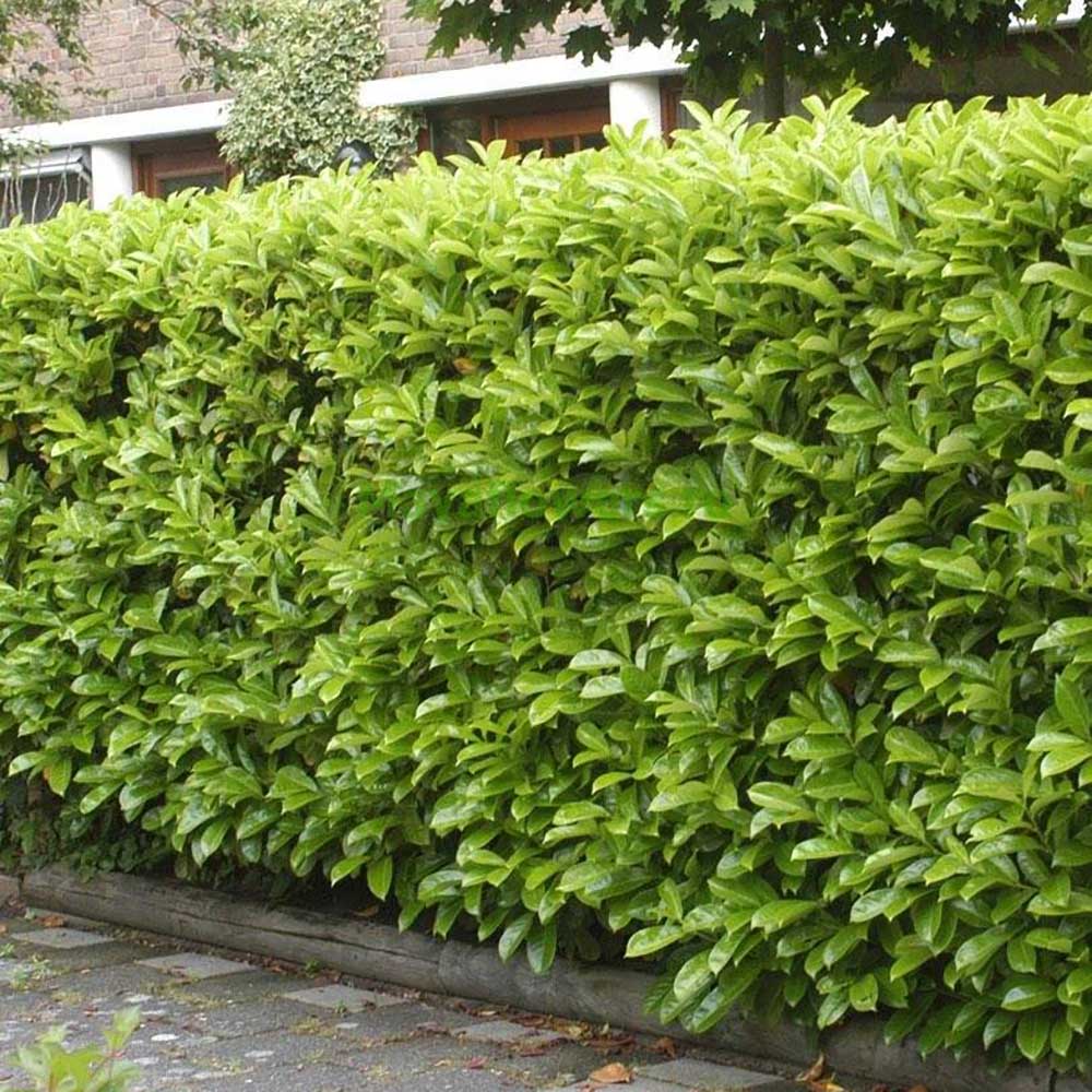 Laur Englezesc Vesnic Verde Novita (Laurocires), Gard Viu cu Flori