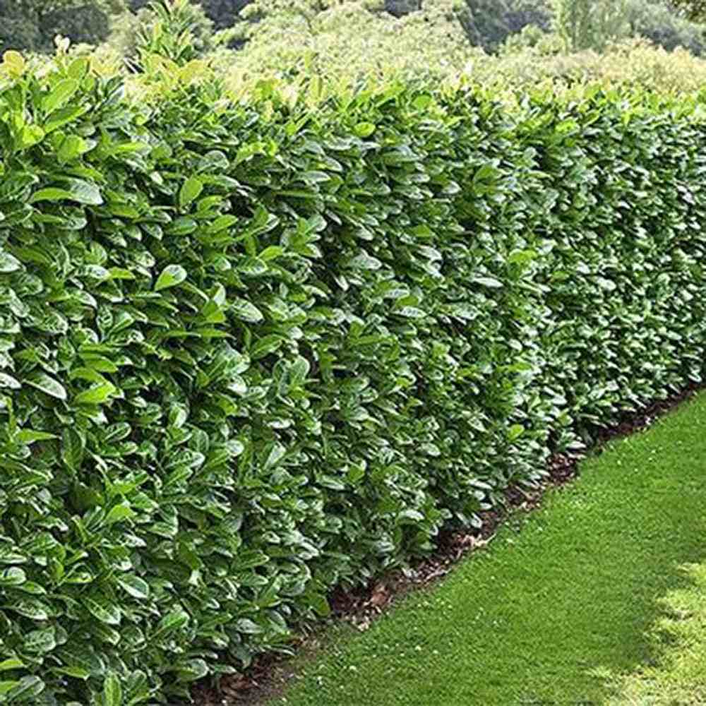 Laur Englezesc Vesnic Verde Novita (Laurocires), Gard Viu cu Flori