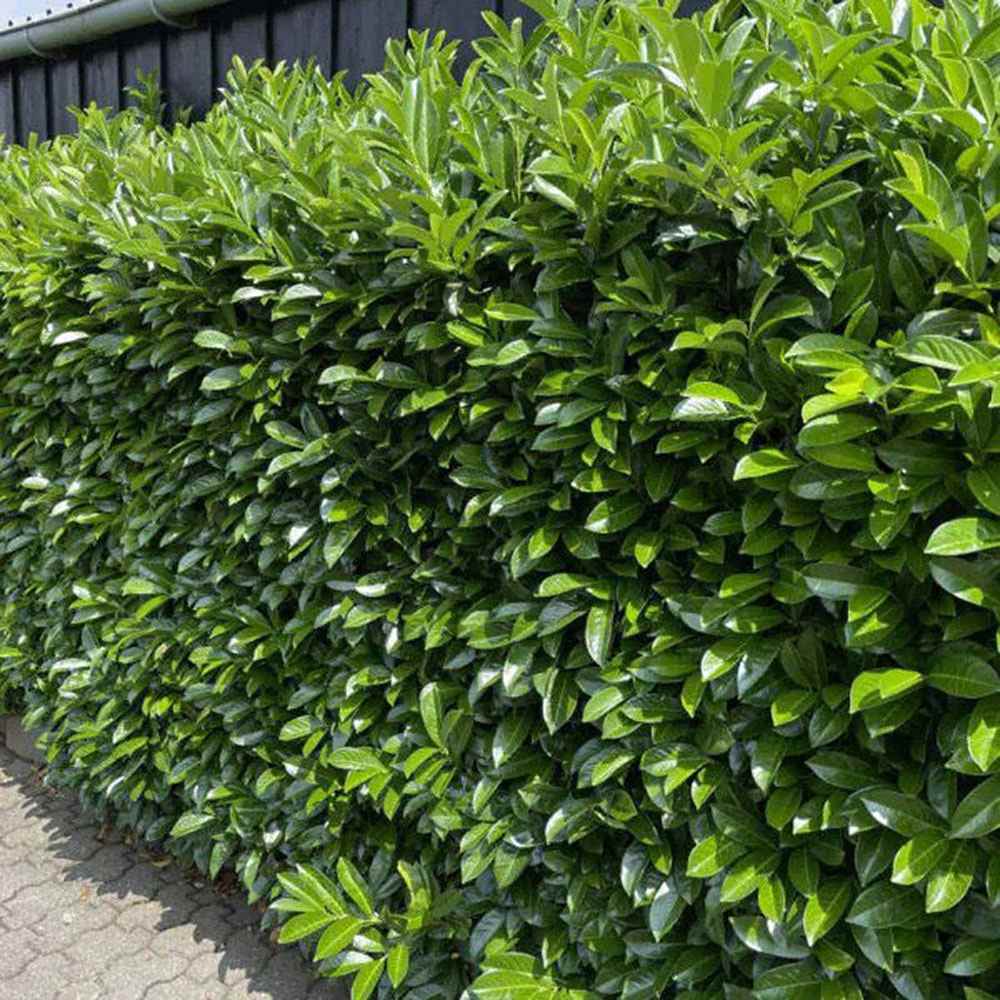 Laur Englezesc Vesnic Verde Novita (Laurocires), Gard Viu cu Flori