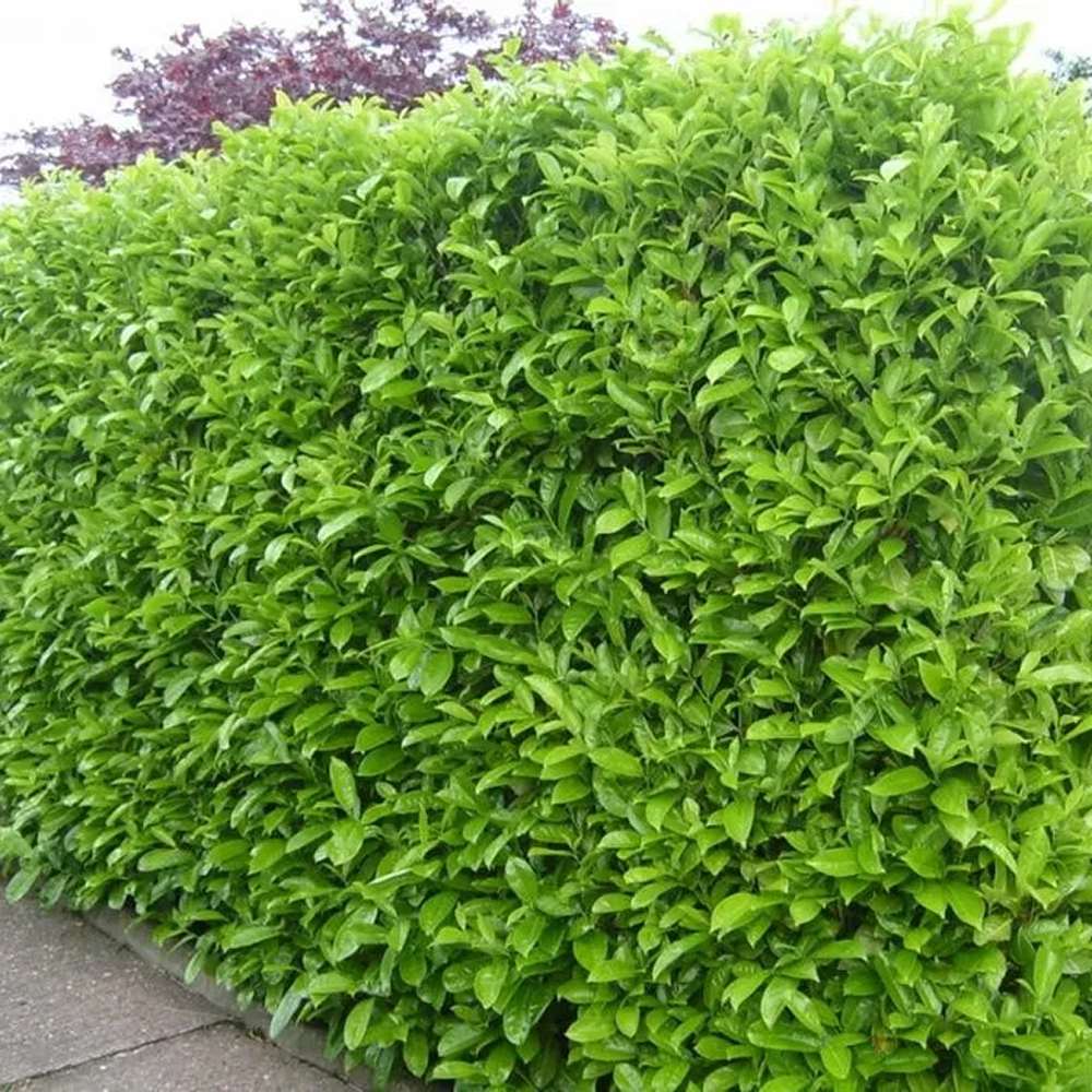 Laur Englezesc Vesnic Verde Novita (Laurocires), Gard Viu cu Flori