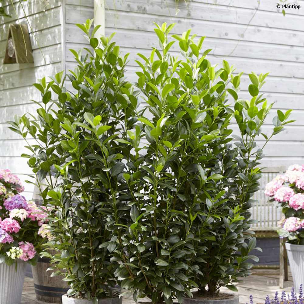 Laur Englezesc Vesnic Verde Obelisk (Laurocires), Gard Viu cu Flori