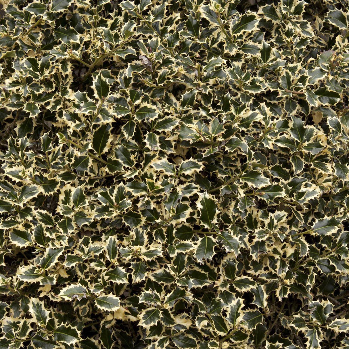 Laur Japonez Vesnic Verde Argentea Marginata, Gard Viu Rezistent La Inghet