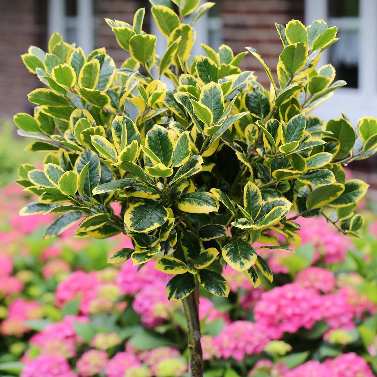 Laur Japonez Vesnic Verde Golden King, Gard Viu Rezistent La Inghet