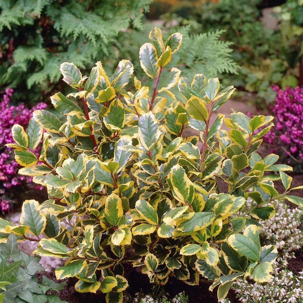 Laur Japonez Vesnic Verde Golden King, Gard Viu Rezistent La Inghet