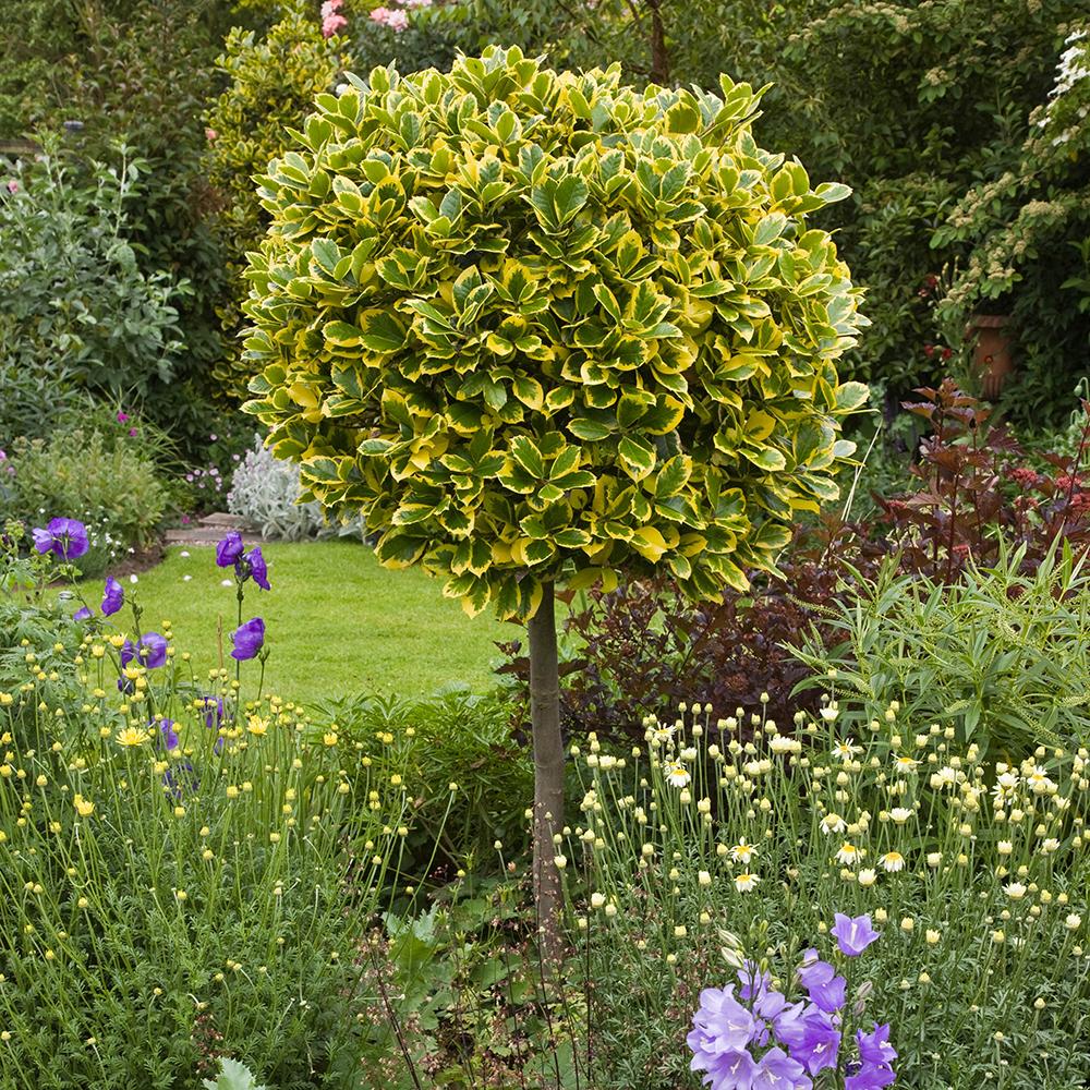 Японски лавър вечнозелен Golden King, жив плет, студоустойчив
