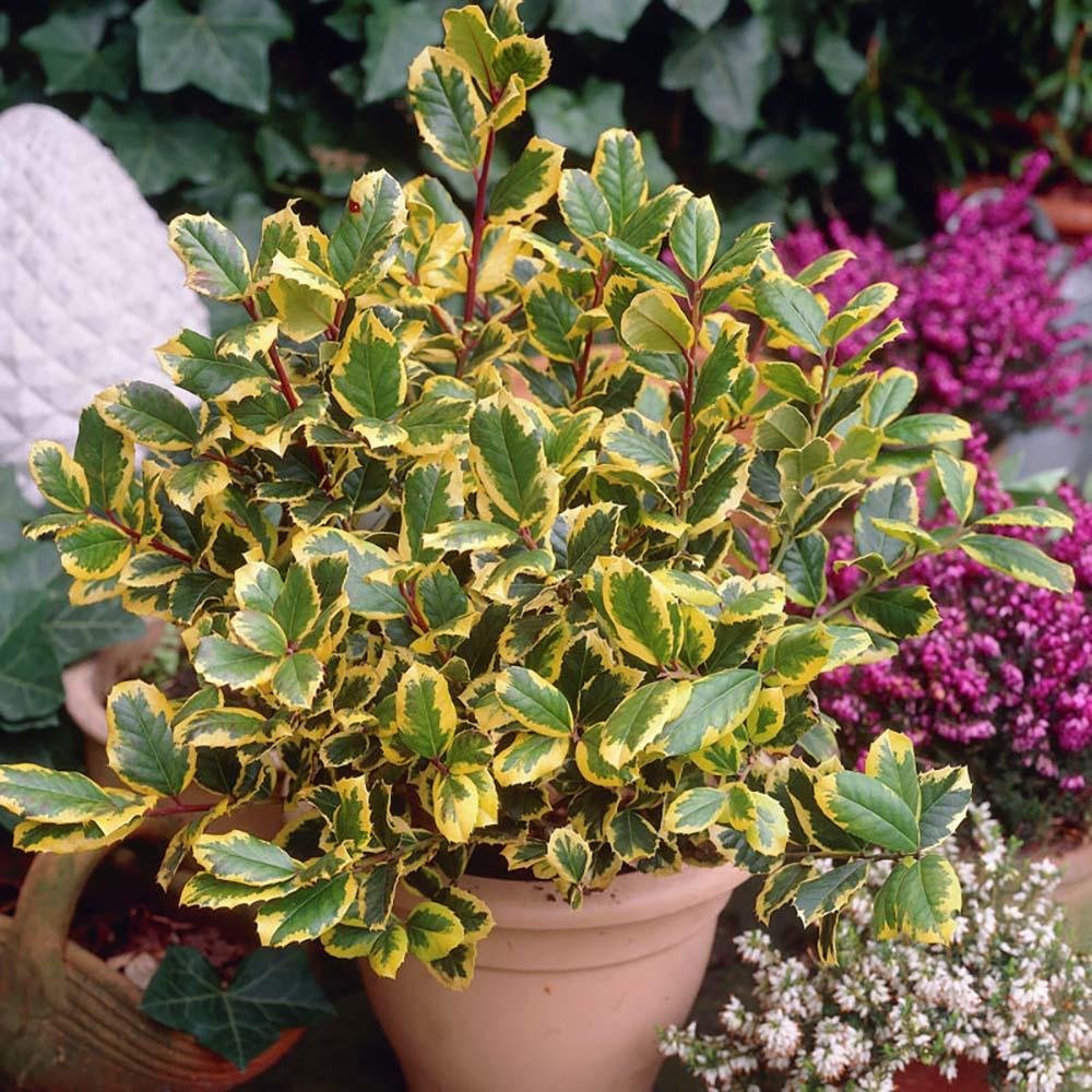 Японски лавър вечнозелен Golden King, жив плет, студоустойчив