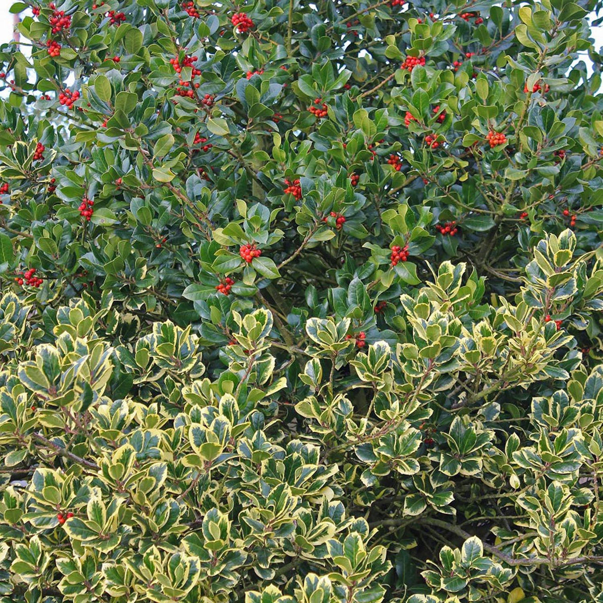 Laur Japonez Vesnic Verde Golden King, Gard Viu Rezistent La Inghet