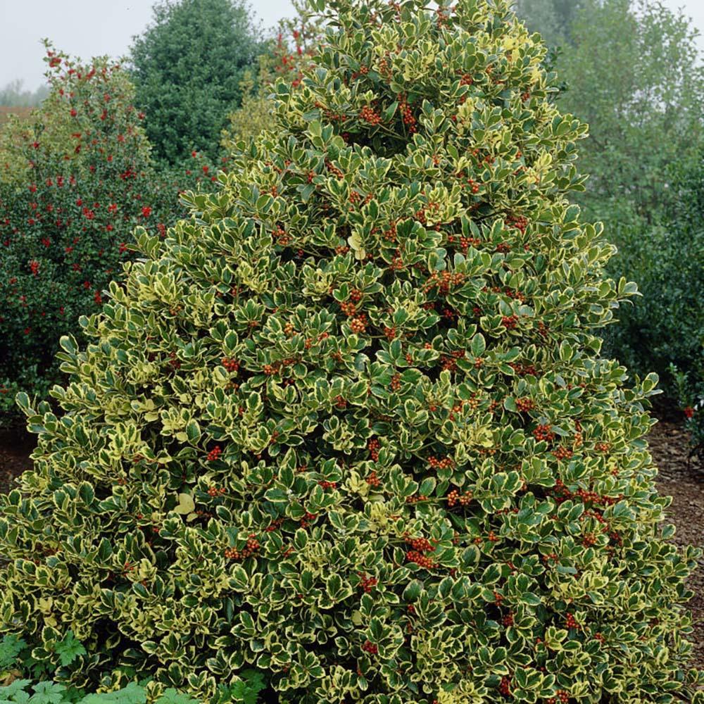 Golden King Evergreen Japanese Laurel, мразоустойчив жив плет