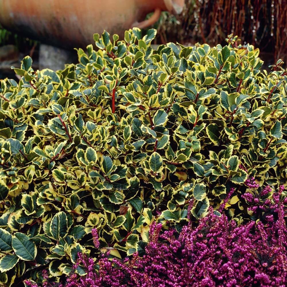 Laur Japonez Vesnic Verde Golden King, Gard Viu Rezistent La Inghet