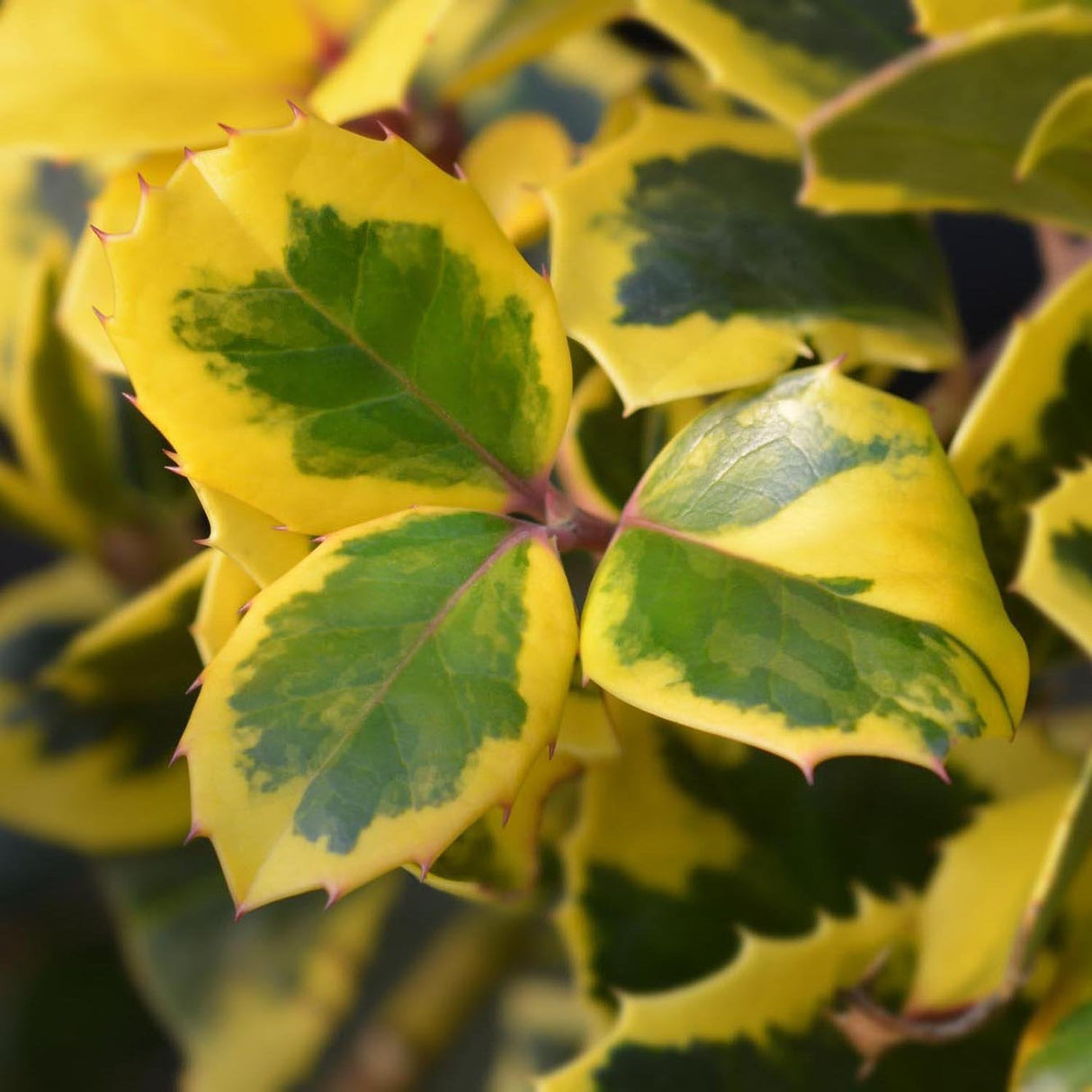 Японски лавър вечнозелен Golden King, жив плет, студоустойчив