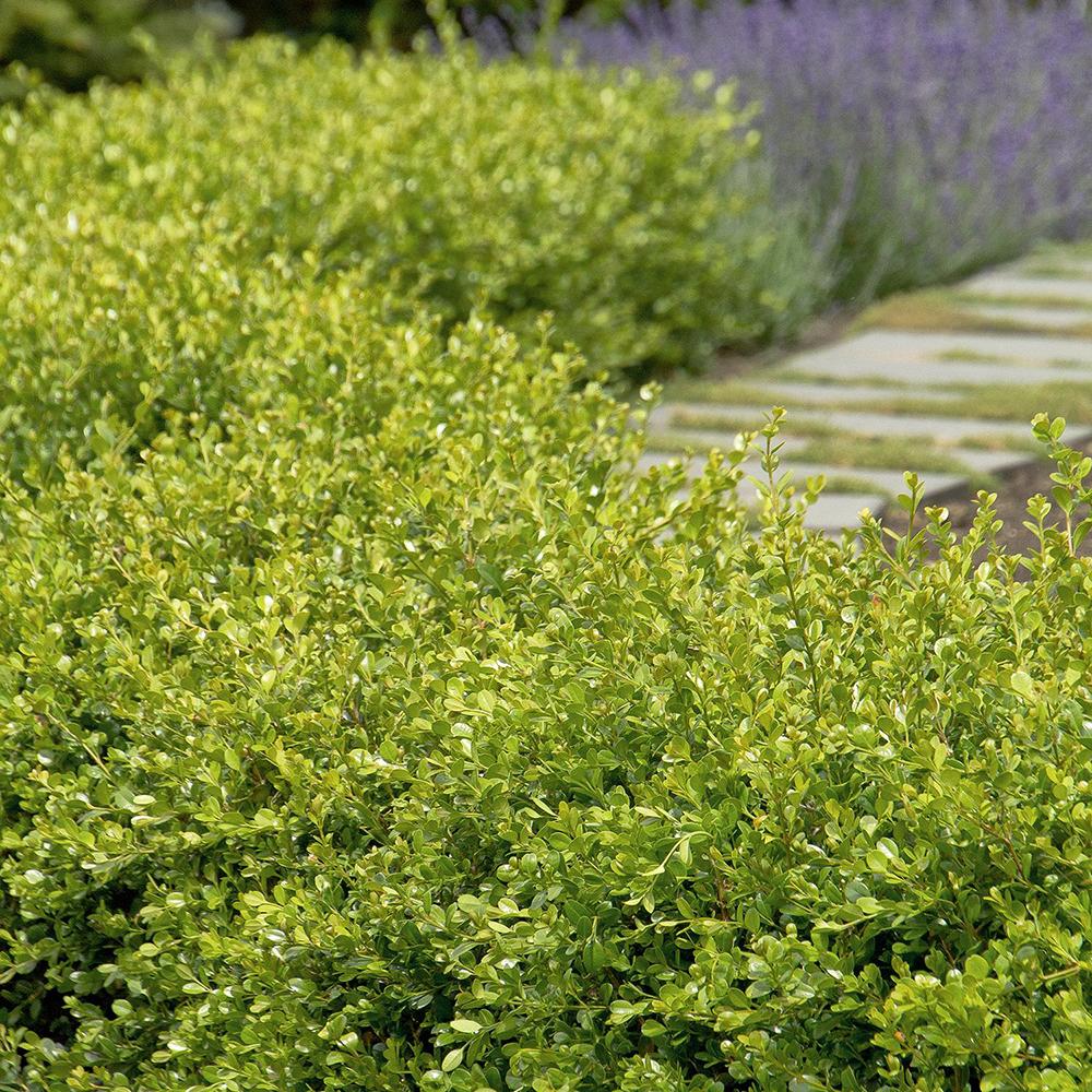 Laur Japonez Vesnic Verde Golden Gem (Ilex), Gard Viu Rezistent La Inghet