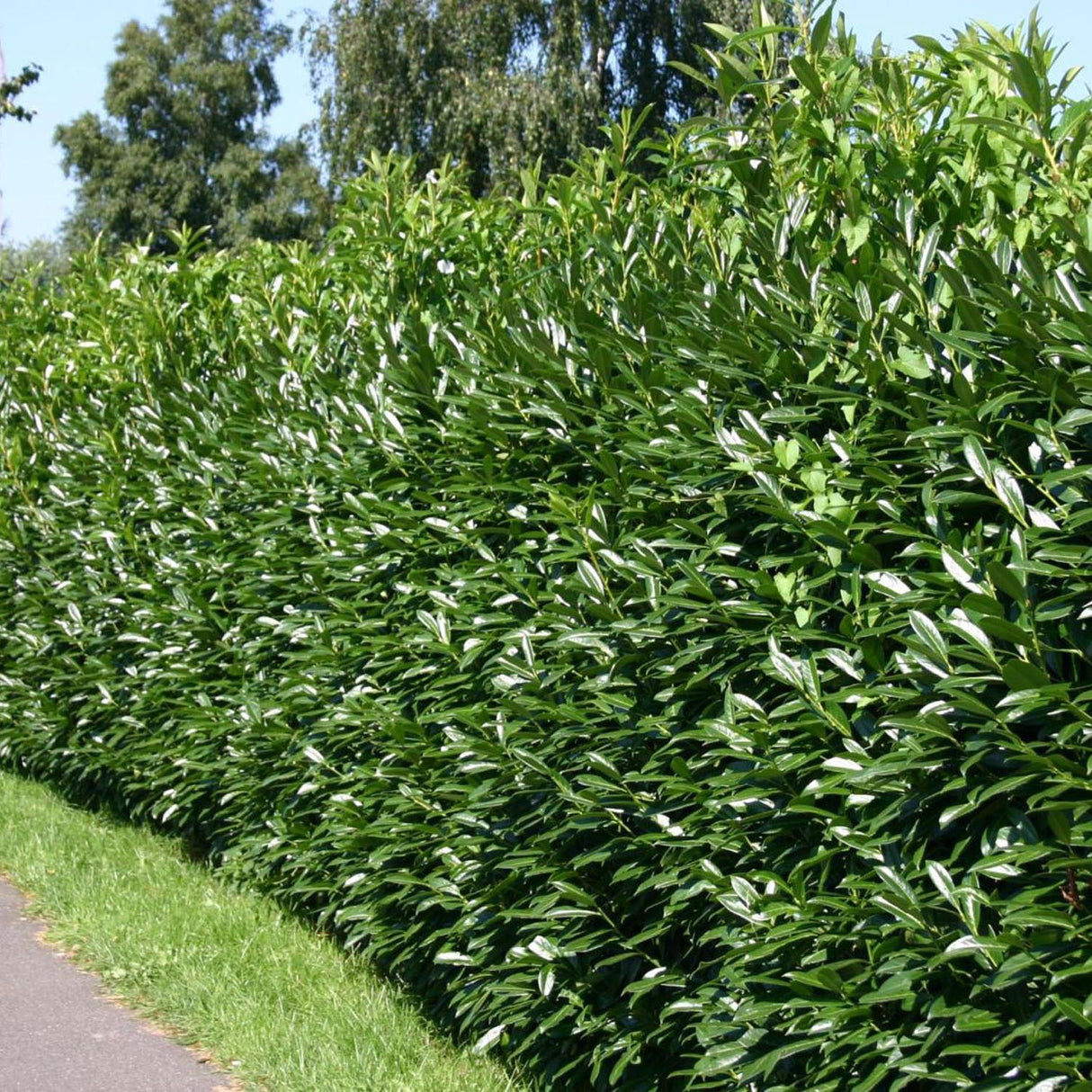 Laur Englezesc Vesnic Verde Caucasica (Laurocires), Gard Viu cu Flori parfumate