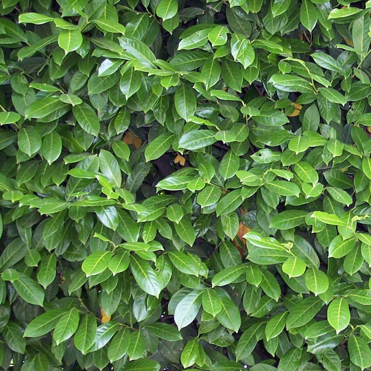 Laur Englezesc Vesnic Verde Caucasica (Laurocires), Gard Viu cu Flori parfumate