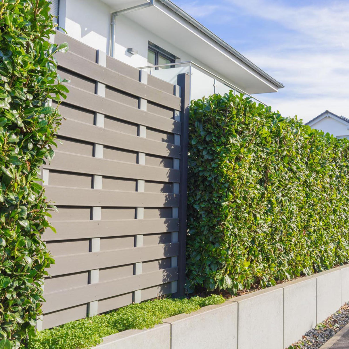 Laur Englezesc Vesnic Verde Caucasica (Laurocires), Gard Viu cu Flori parfumate