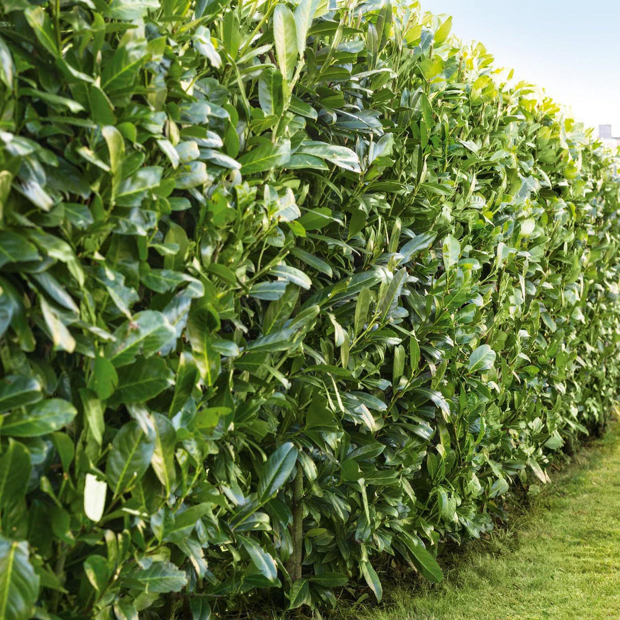 Laur Englezesc Vesnic Verde Caucasica (Laurocires), Gard Viu cu Flori parfumate