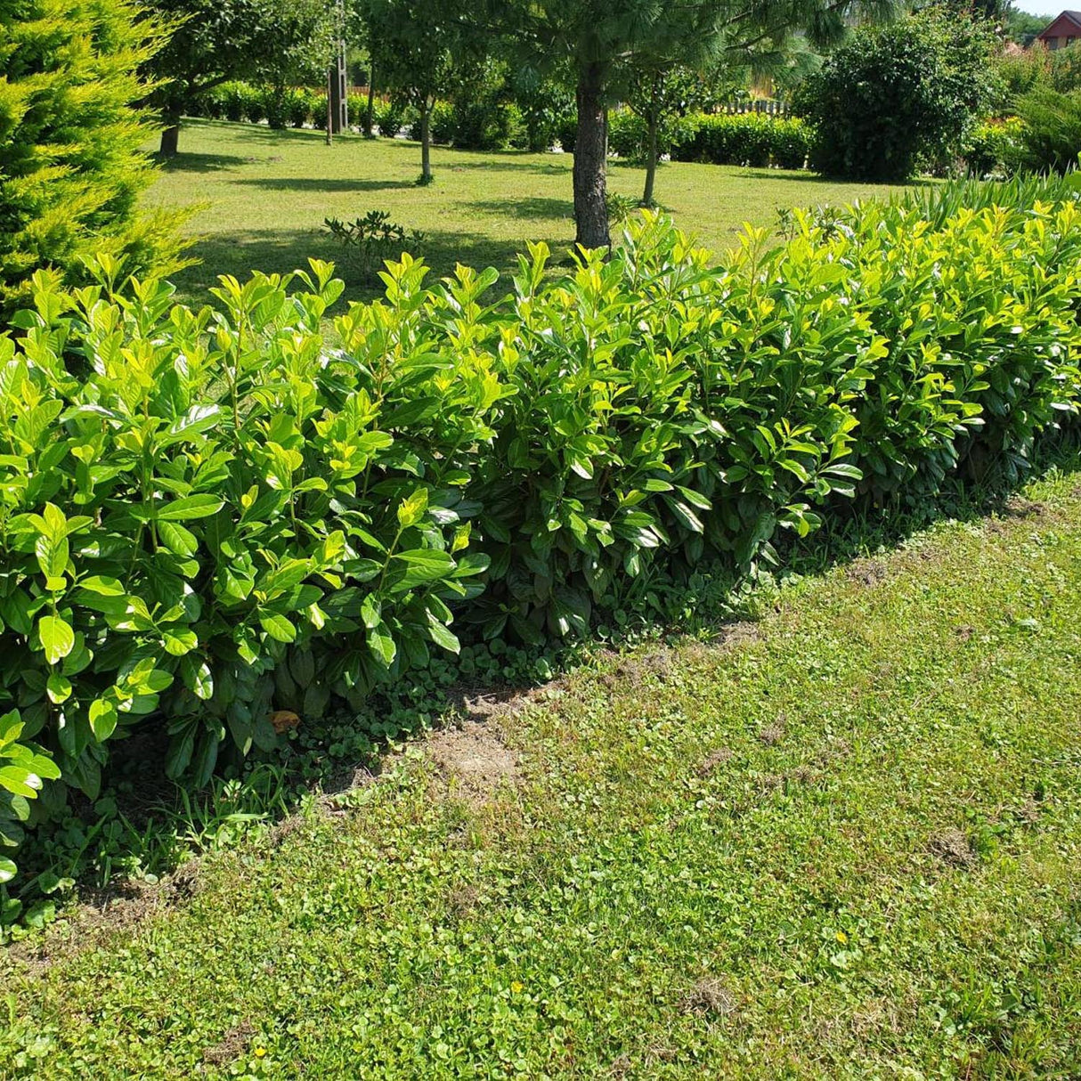 Laur Englezesc Vesnic Verde Novita (Laurocires), Gard Viu cu Flori