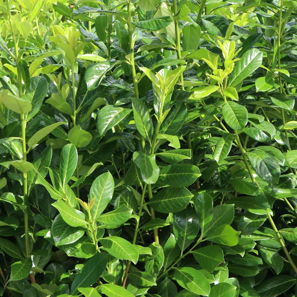 Вечнозелен английски Laurel Rotundifolia (Laurocires), цъфтящ жив плет