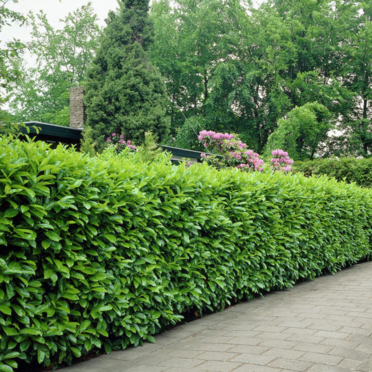 Вечнозелен английски Laurel Rotundifolia (Laurocires), цъфтящ жив плет