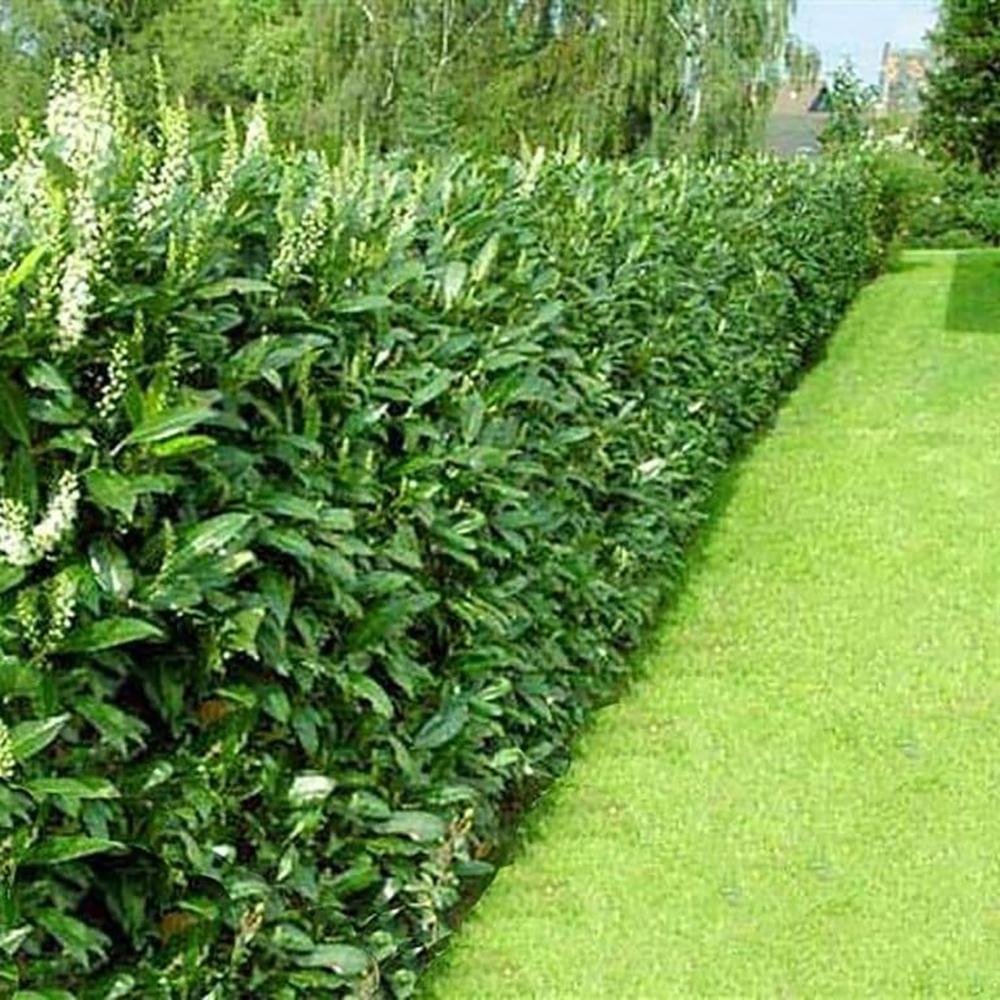 Laur Englezesc Vesnic Verde Rotundifolia (Laurocires), Gard Viu cu Flori