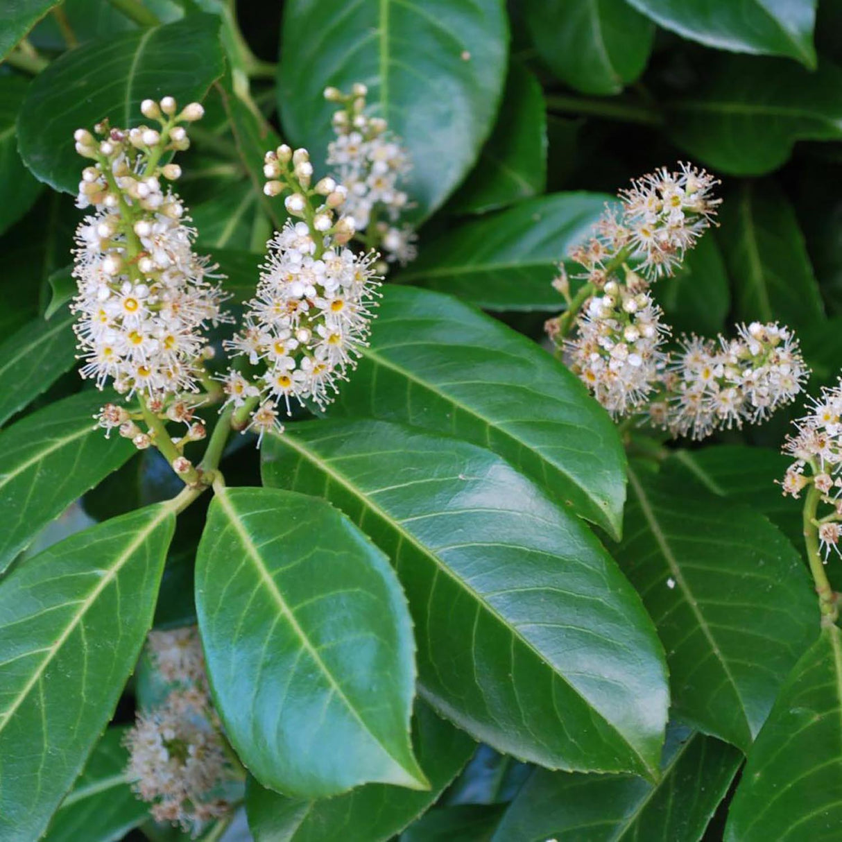 Вечнозелен английски Laurel Rotundifolia (Laurocires), цъфтящ жив плет