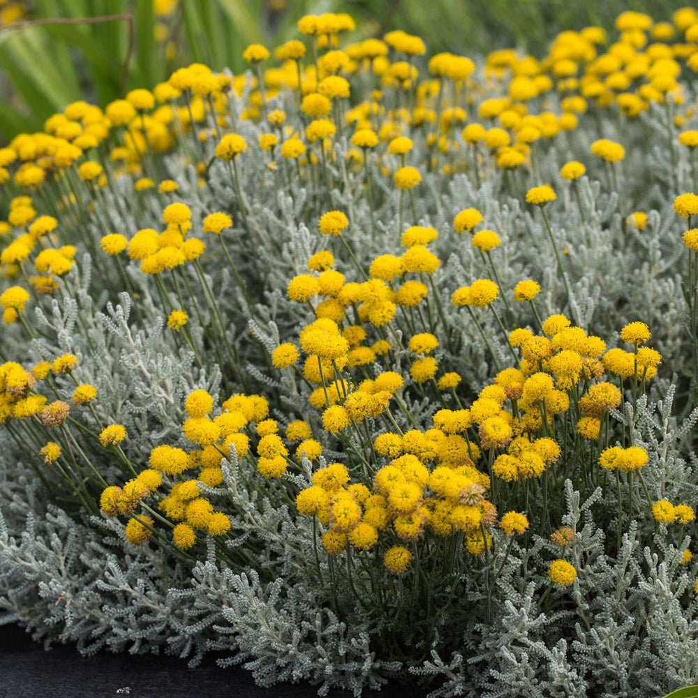 Lavanda Galbena de Bumbac