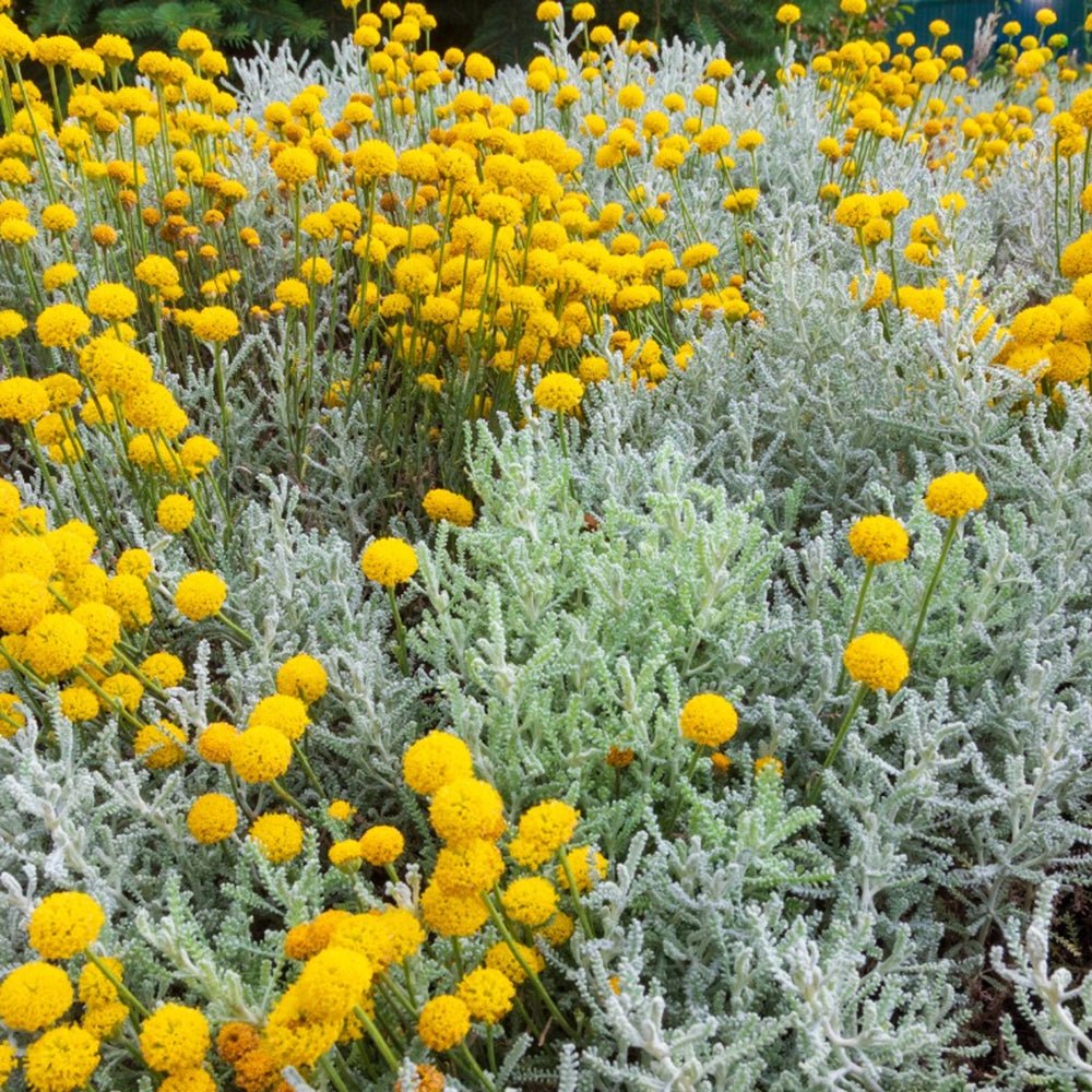 Lavanda Galbena de Bumbac