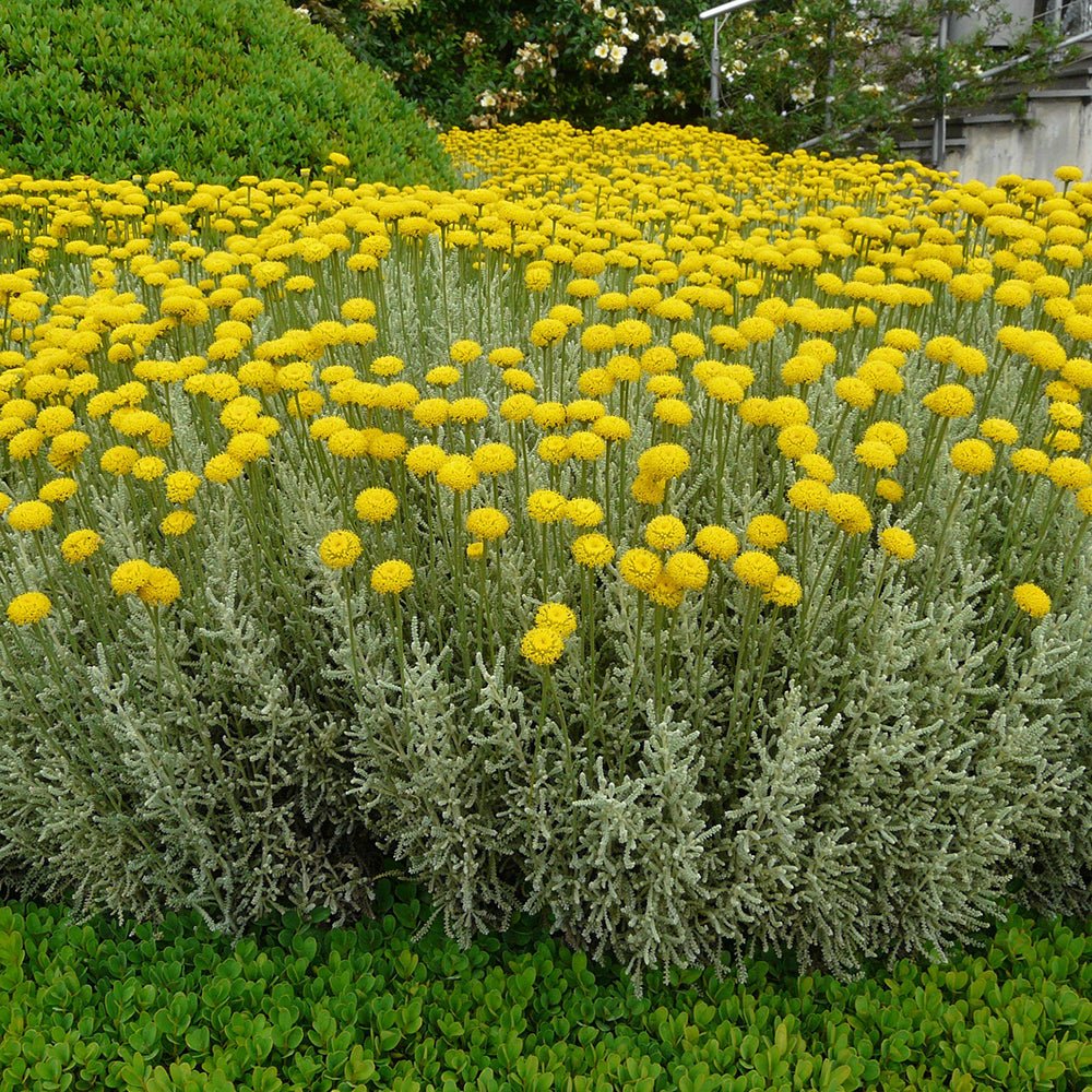 Lavanda Galbena de Bumbac