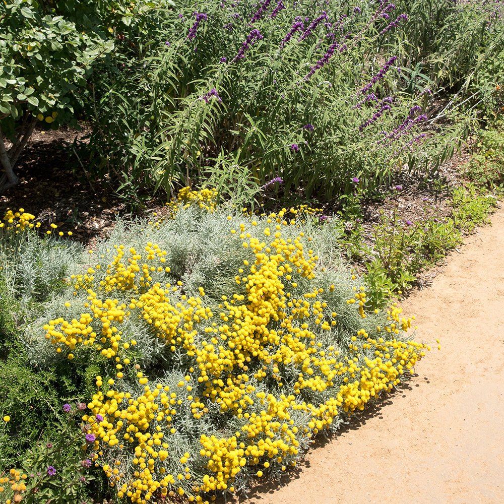 Lavanda Galbena de Bumbac