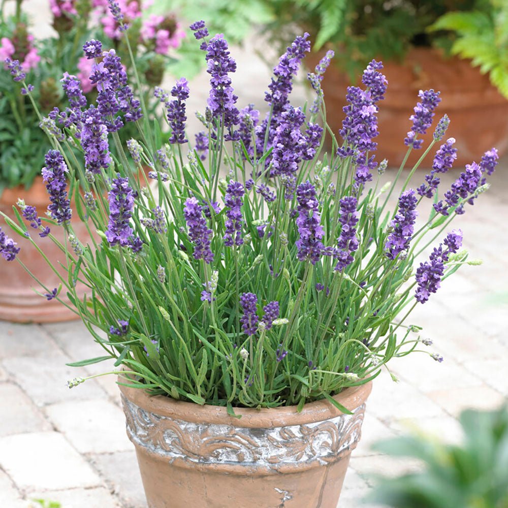 Lavanda Havanna- Parfum Intens