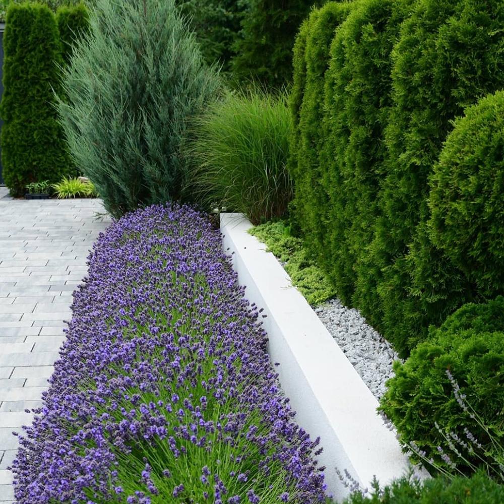 Lavanda Englezesc Hidcote Blue, cu flori albastre-mov si parfum seducator