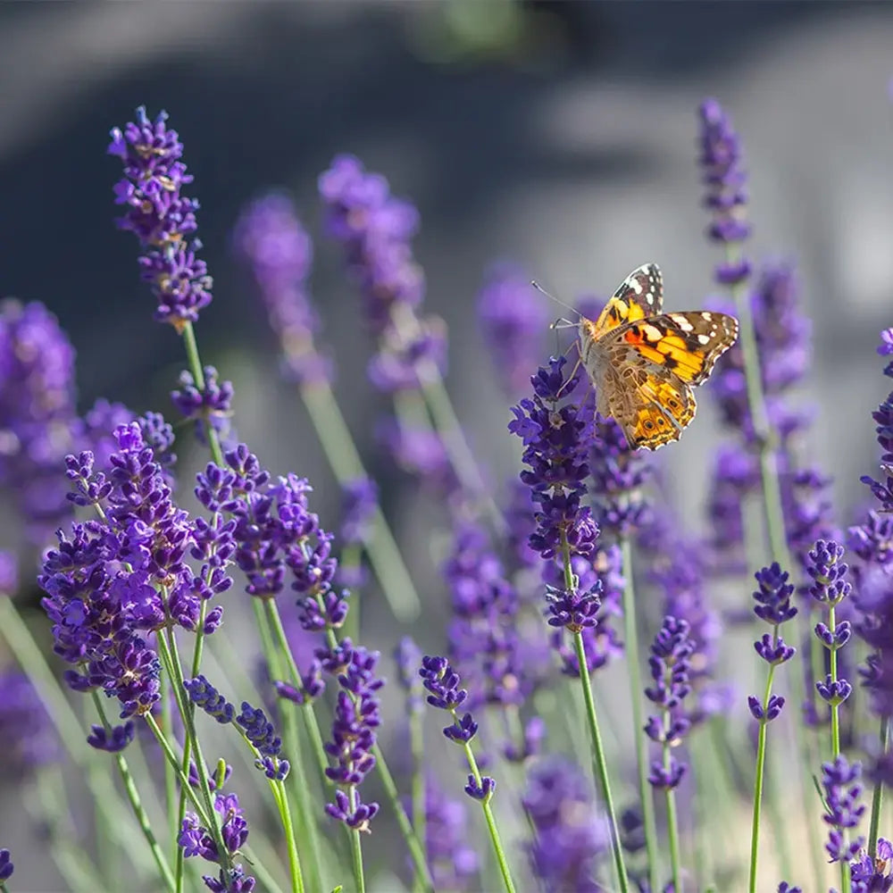 Английска лавандула (Lavandula Angustifolia) Havana, с ароматни цветове, устойчива на зима, привлича пчели