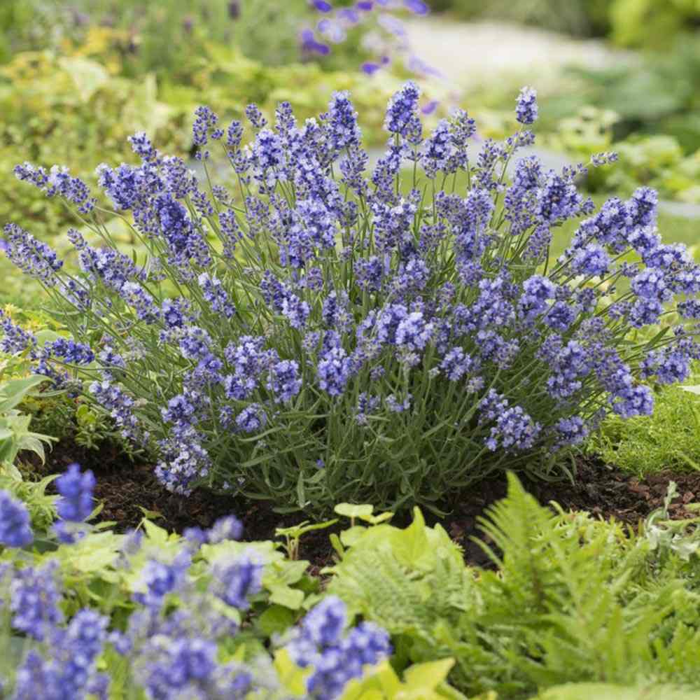 Английска лавандула Essence Purple, с интензивно синьо-виолетови цветове, многогодишна, устойчива на суша и студ