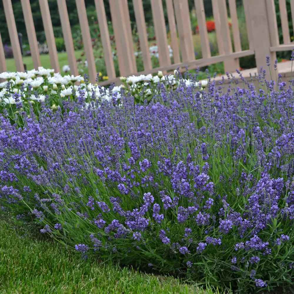 Lavanda Englezeasca Essence Purple lavanda parfumata albastra-mov intens, perena decorativa, rezistenta seceta si frig