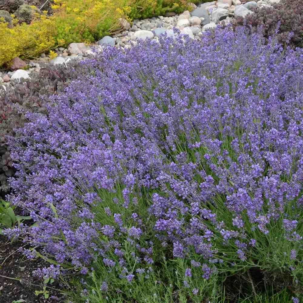 Lavanda Englezeasca Essence Purple lavanda parfumata albastra-mov intens, perena decorativa, rezistenta seceta si frig