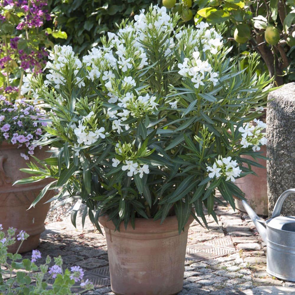 Leandru Nerium Tufa, cu flori albe