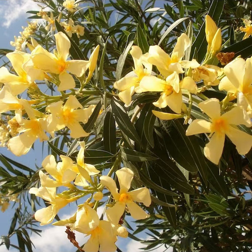 Leandru Nerium Tufa, cu Flori Duble galben-Crem