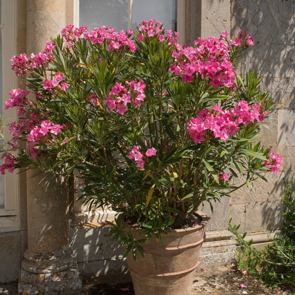 Leandru Nerium Tufa, cu flori roz-inchis