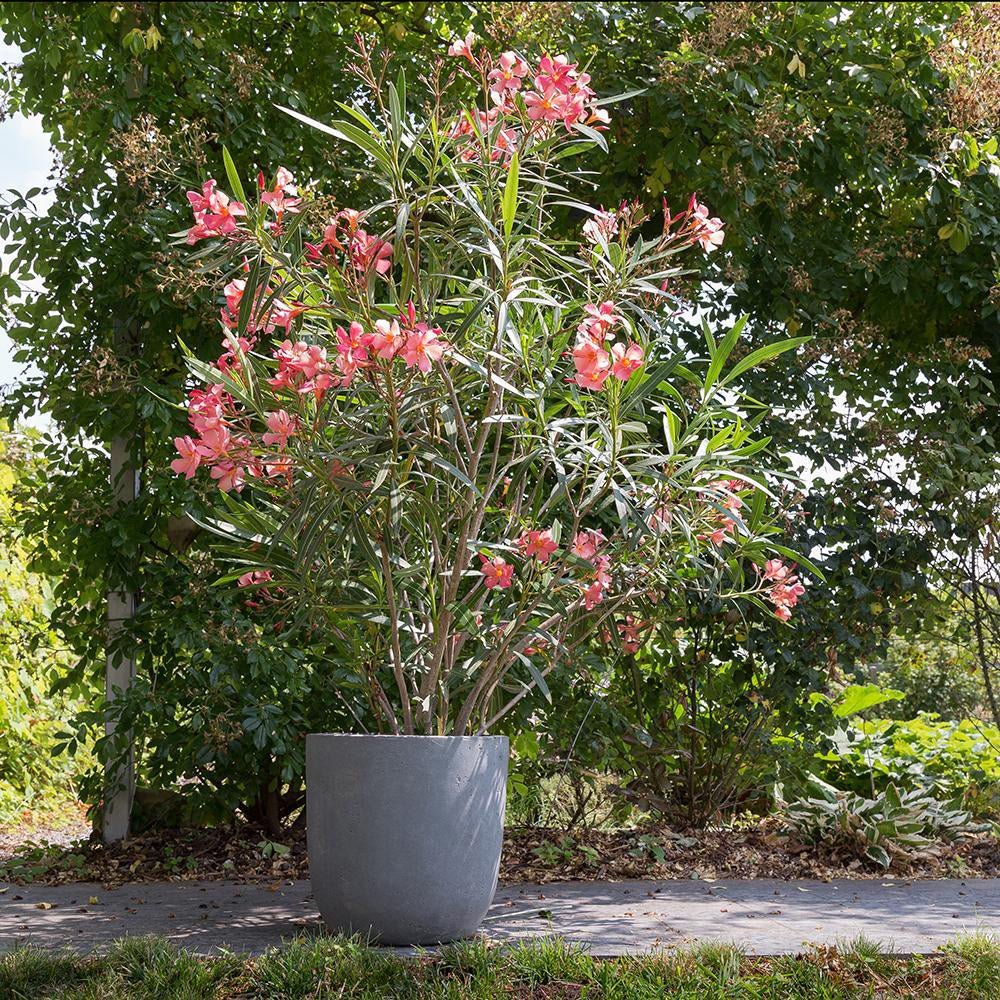 Leandru Nerium Tufa, cu flori roz