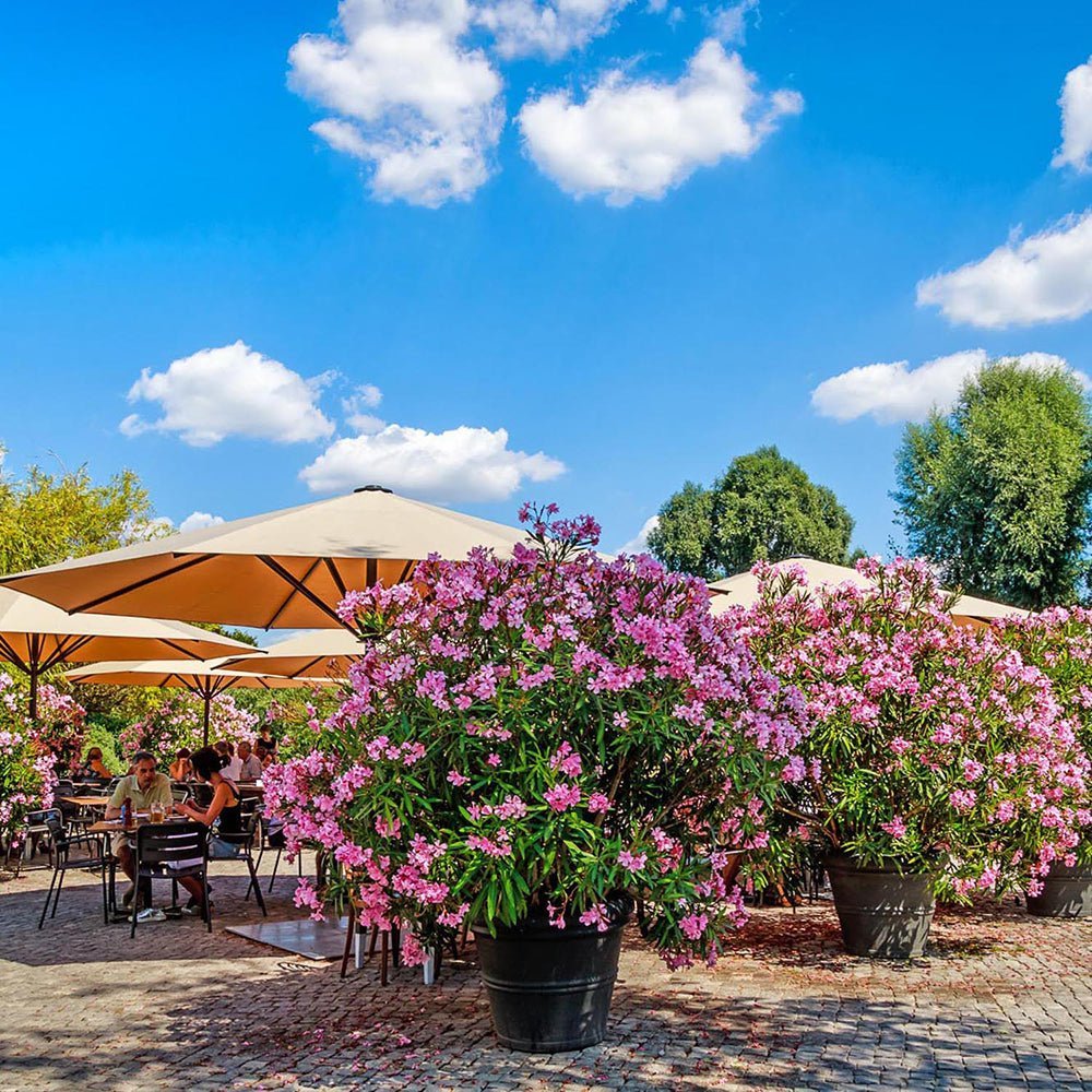 Leandru Nerium Tufa, cu flori roz