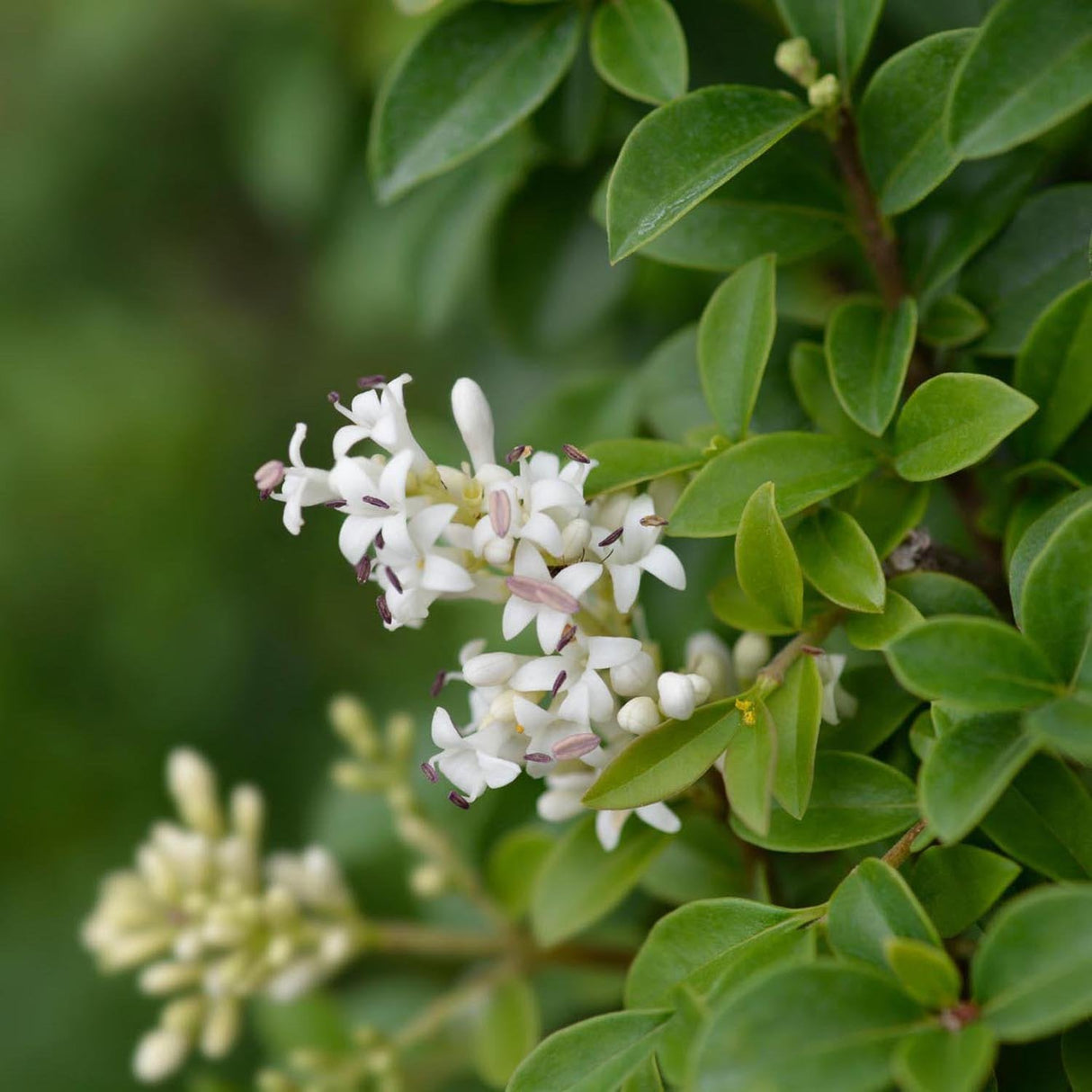 Lemn Cainesc cu frunza ovala (Ligustrum Ovalifolium)